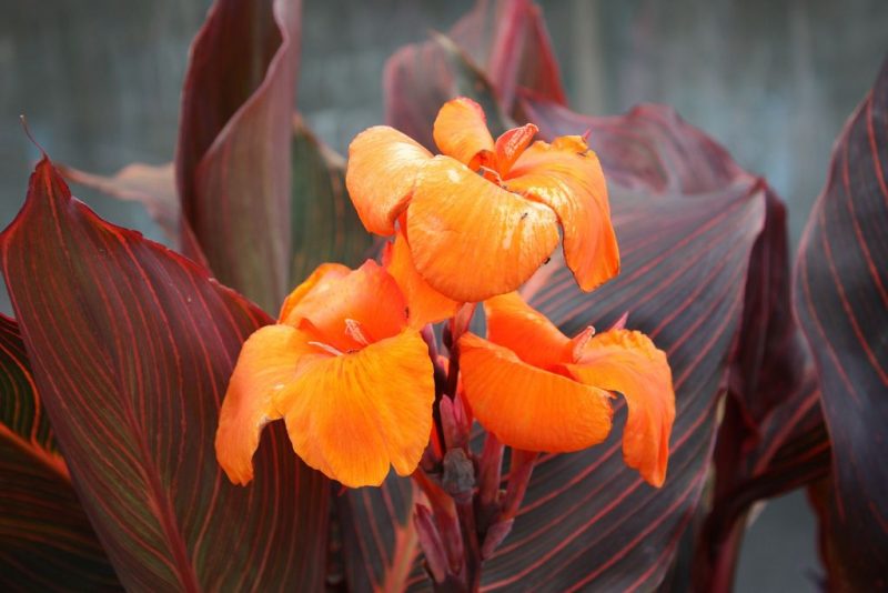 Canna lily Durban (or Tropicanna Phasion) - orange flowering and streaked leaves