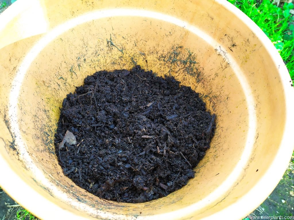 How to plant agapanthus in pots [with pictures] Dear Plants