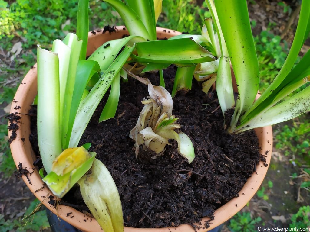 How to plant agapanthus in pots [with pictures] Dear Plants