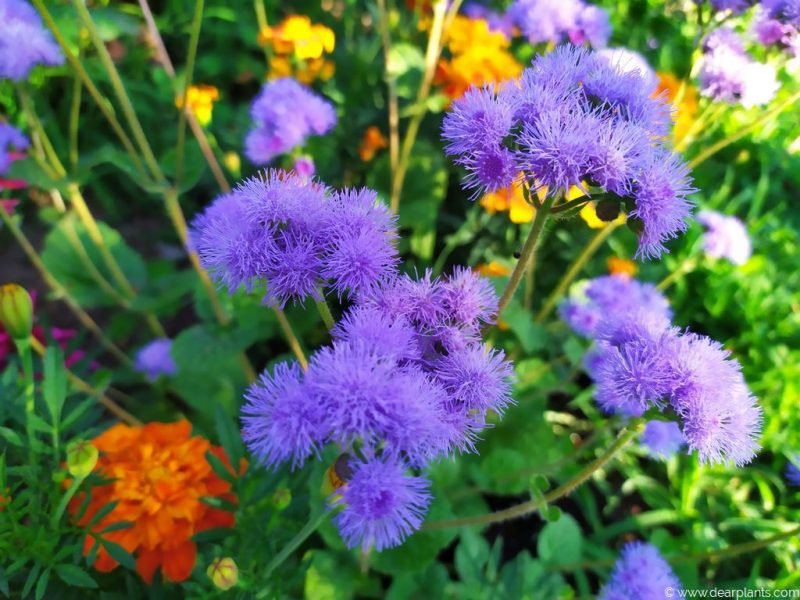 How to plant ageratum (Floss flower) - www.dearplants.com