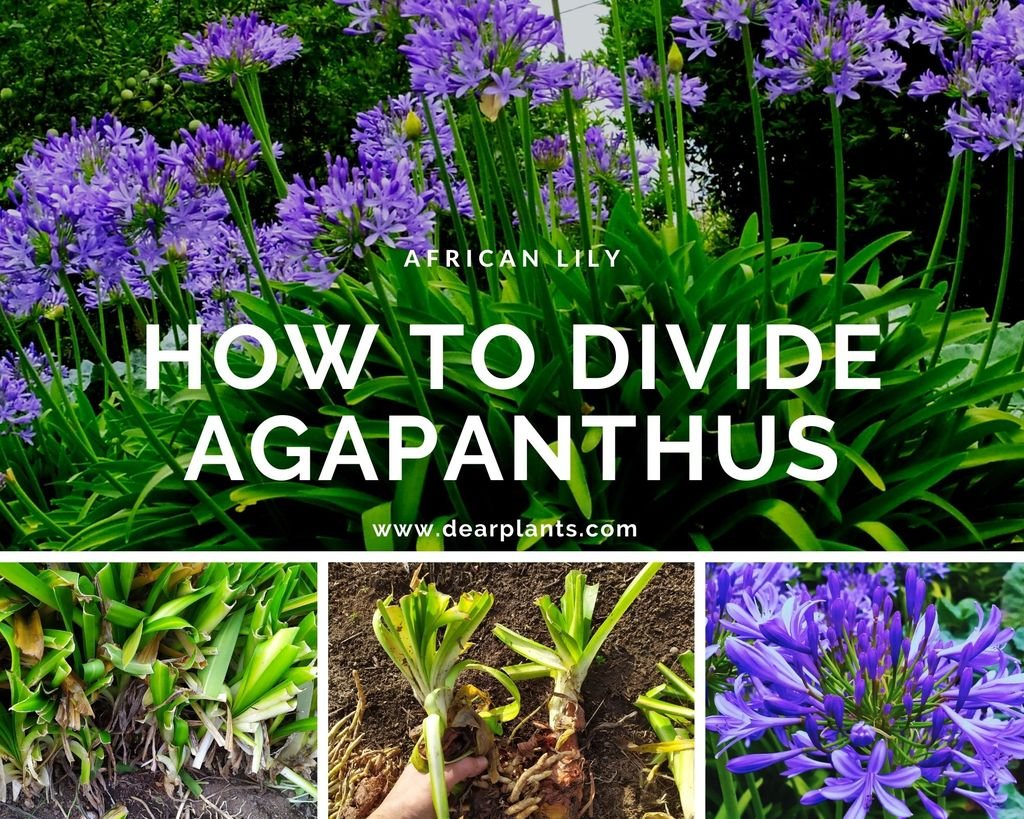 How to divide agapanthus step by step - www.dearplants.com