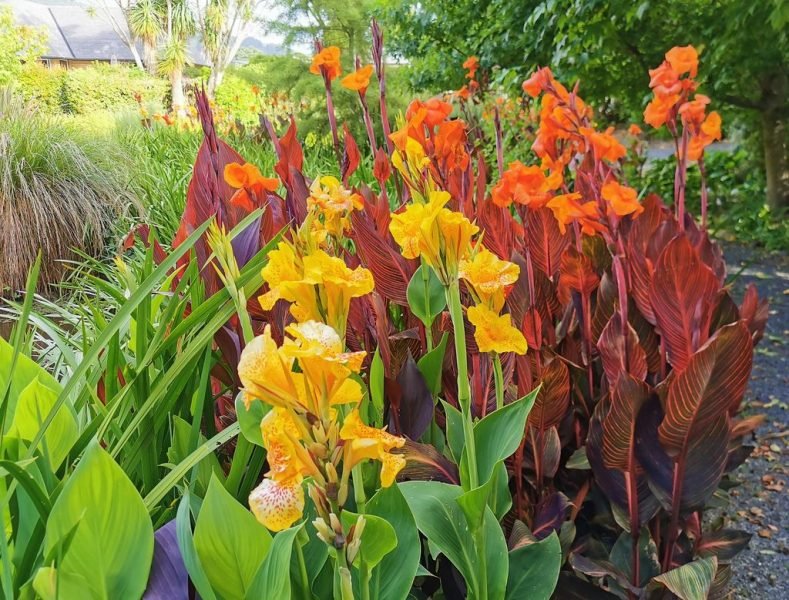 How to plant Indian shot, Canna lily (Canna indica) - www.dearplants.com