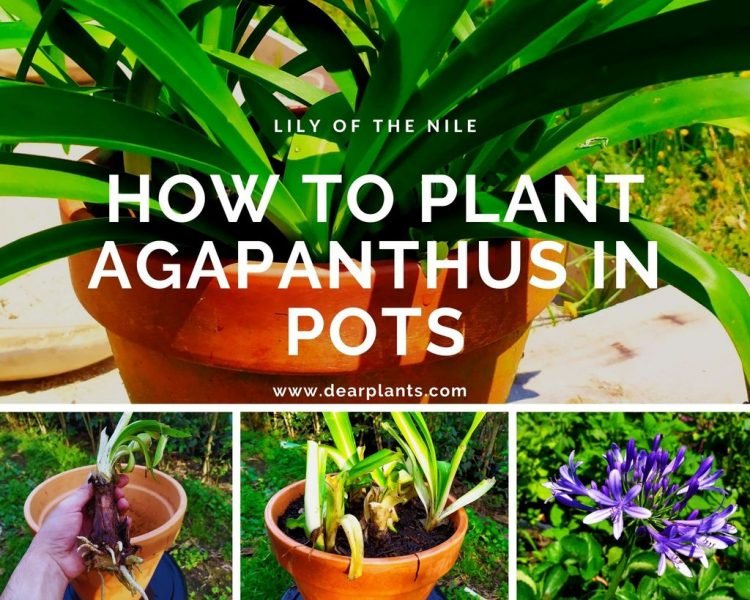 How to plant agapanthus in pots (Lily of the Nile or African lily) - www.dearplants.com