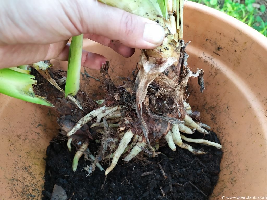 How to plant agapanthus in pots [with pictures] Dear Plants