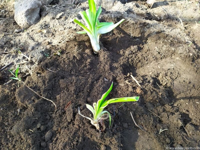 Plant the agapanthus divisions individually - www.dearplants.com