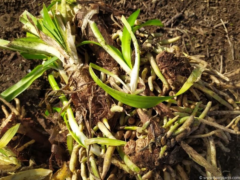Splitting agapanthus - Each split will grow to a new clump