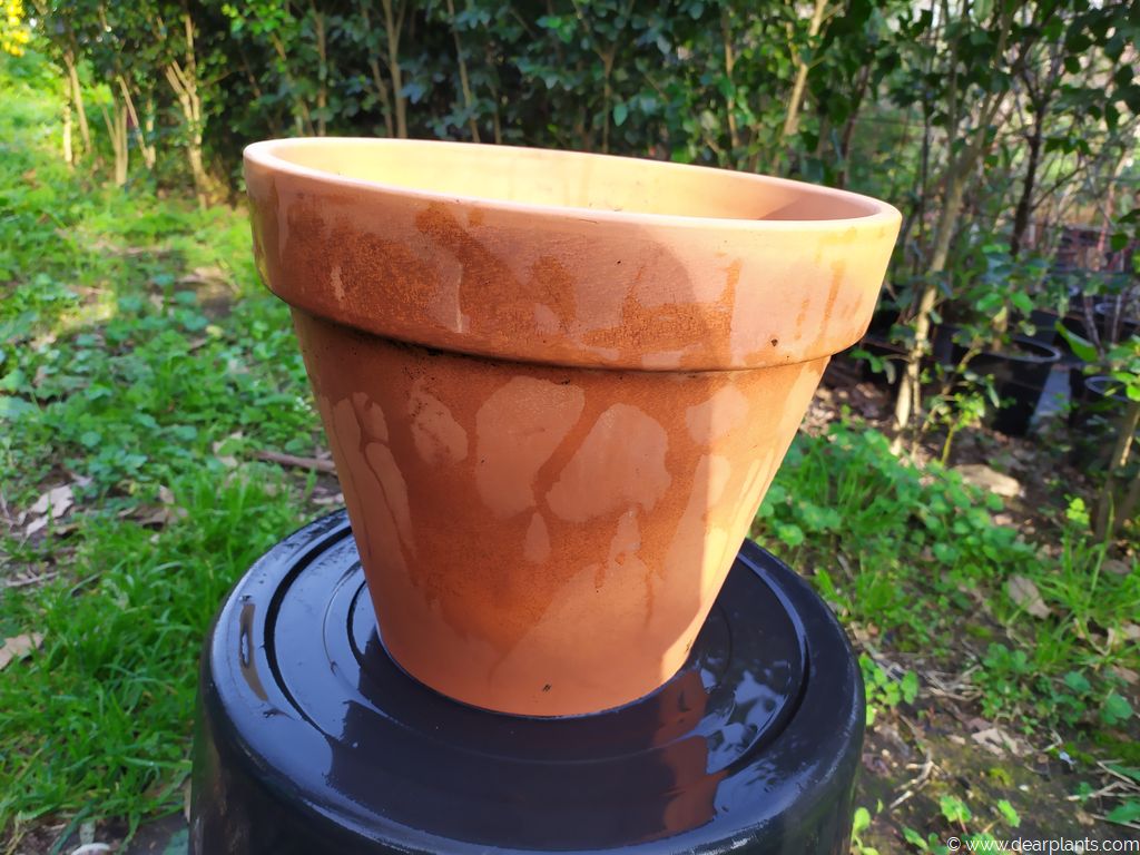 How to plant agapanthus in pots [with pictures] - Dear Plants