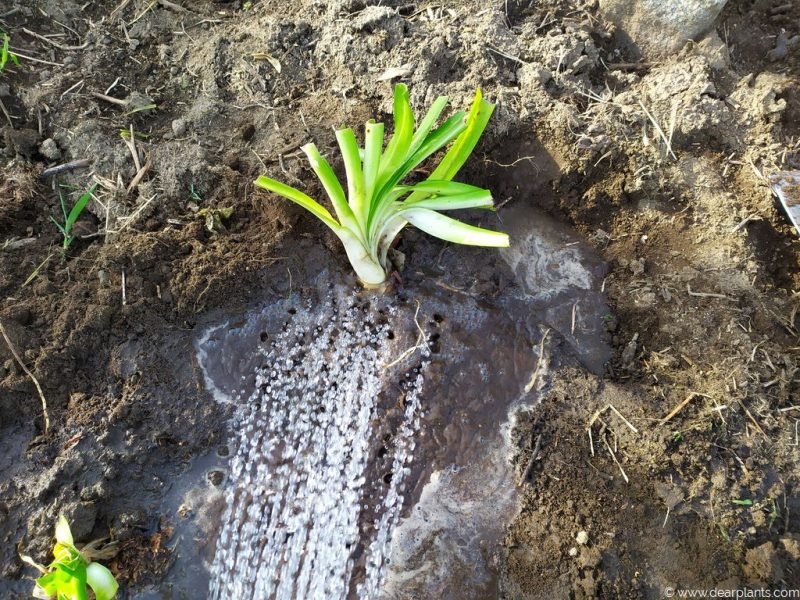 Water the agapanthus well after planting - www.dearplants.com