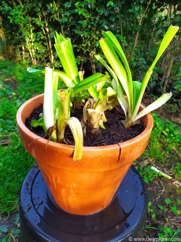 How to plant agapanthus in pots [with pictures] Dear Plants