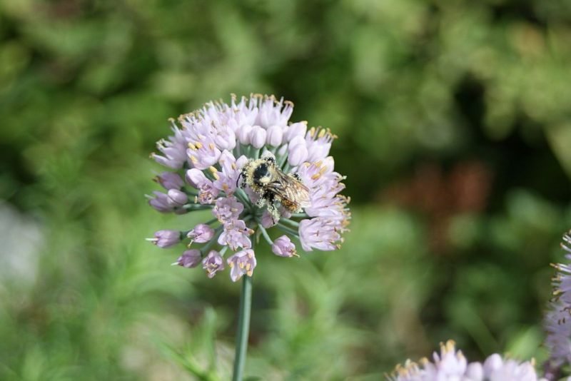 Ageing allium (Allium senescens)