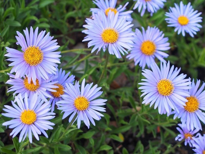 Alpine aster (Aster alpinus)