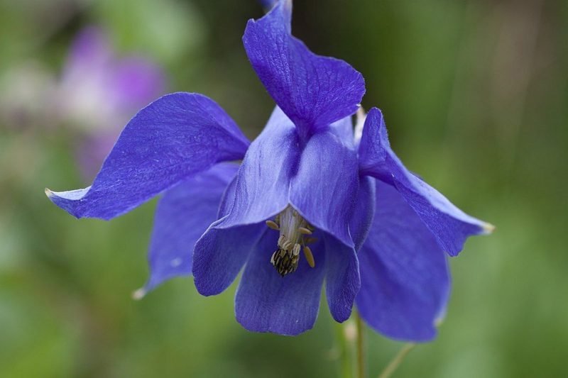 Alpine columbine (Aquilegia alpina)