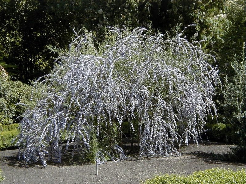 Alternate-leaved butterfly bush (Buddleja alternifolia)