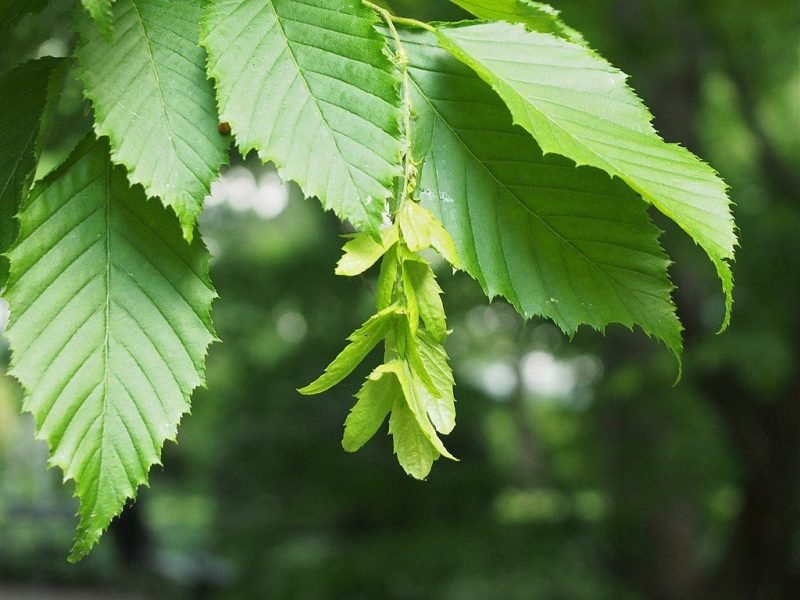 American hornbeam (Carpinus caroliniana)
