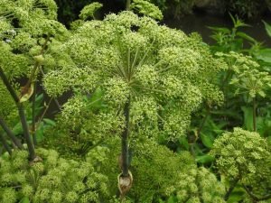 Angelica (Angelica archangelica)