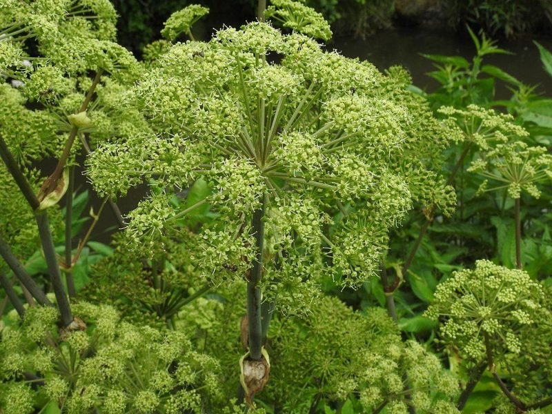 Angelica (Angelica archangelica)