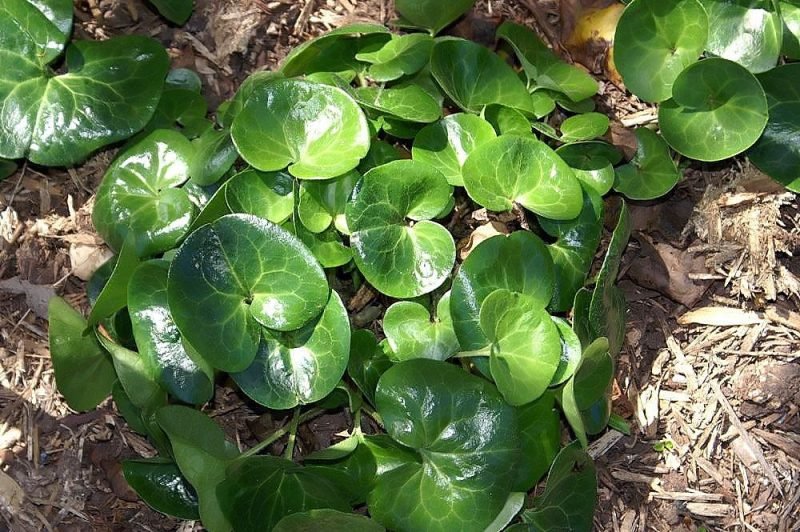 Asarabacca (Asarum europaeum)