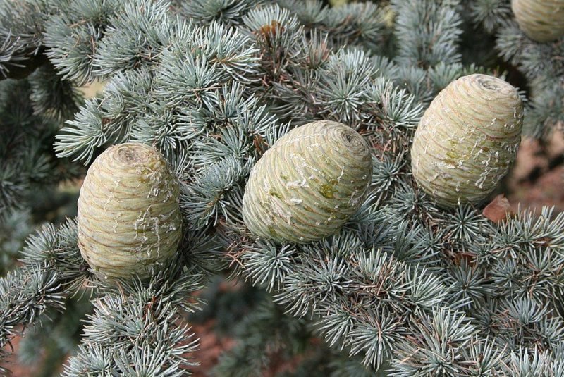 Atlas cedar (Cedrus atlantica)