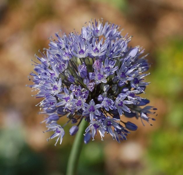 Azure-flowered garlic (Allium caeruleum)