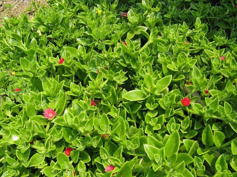 Baby sun rose (Aptenia cordifolia)
