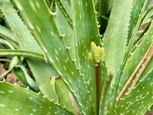 Barbados aloe (Aloe vera)