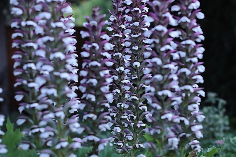 Bear's breech (Acanthus mollis)