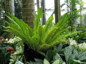 Bird's nest fern (Asplenium nidus)