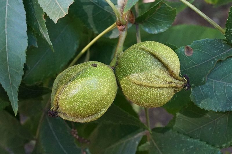 Bitternut (Carya cordiformis)