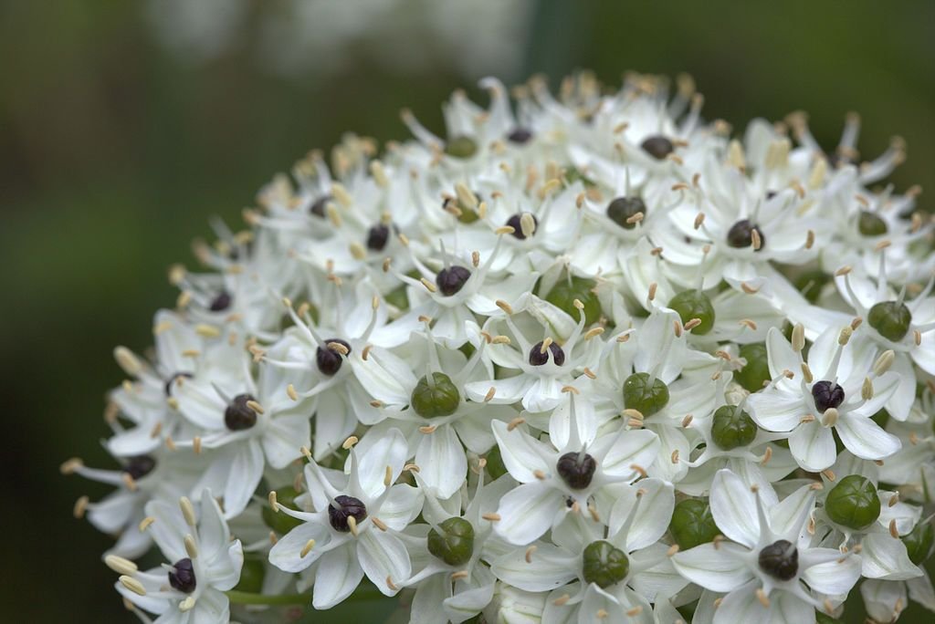 Black garlic (Allium nigrum)