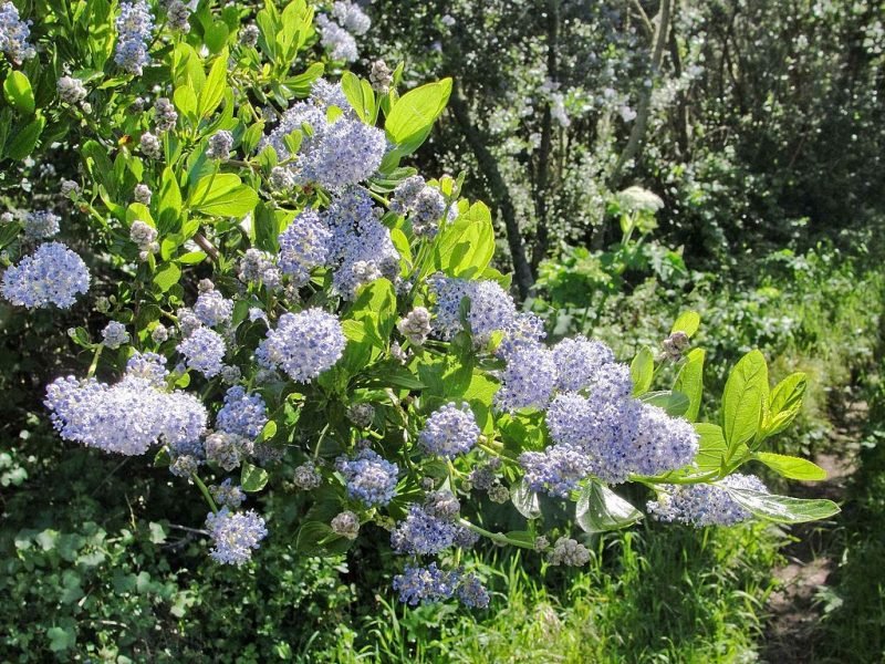 Blue blossom (Ceanothus thyrsiflorus)