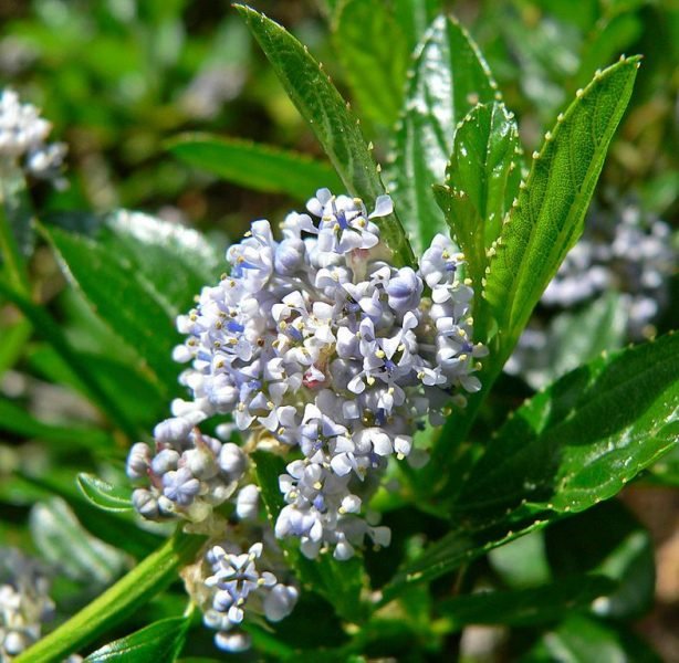 How to plant Blue blossom (Ceanothus thyrsiflorus)_1