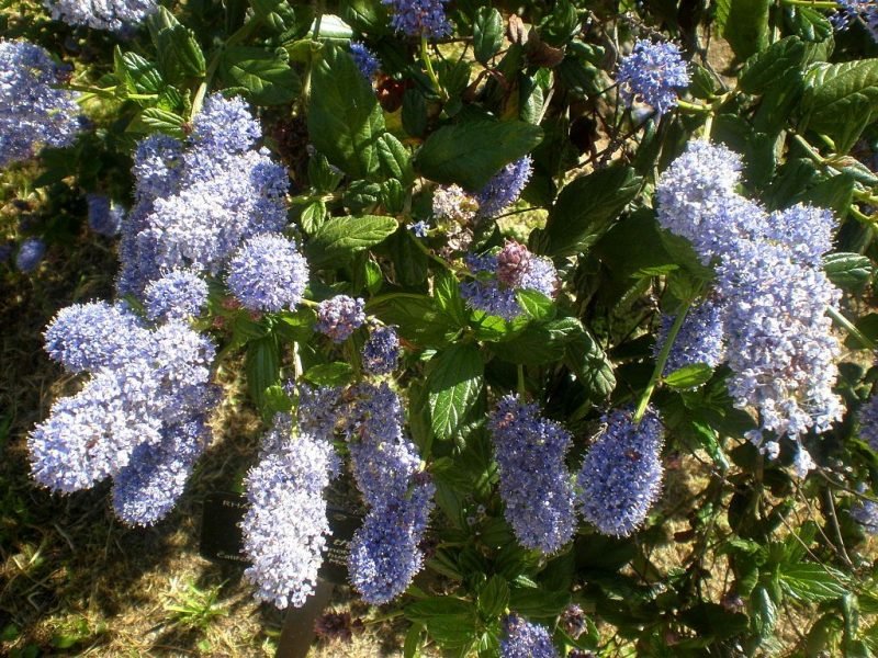 Where to plant Blue blossom (Ceanothus thyrsiflorus)_2