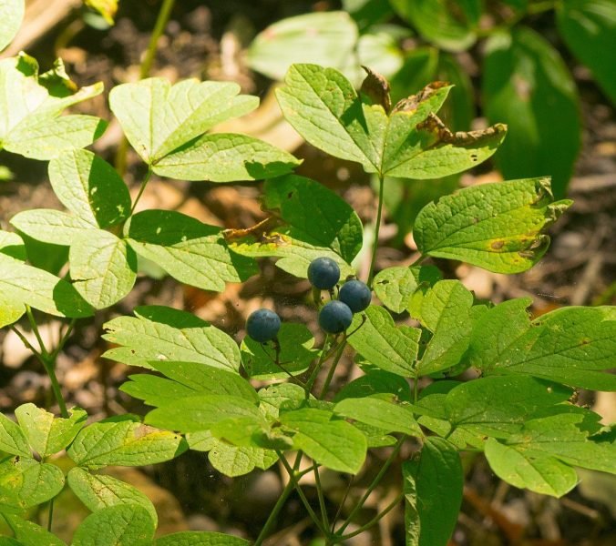 Blue cahosh (Caulophyllum thalictroides)