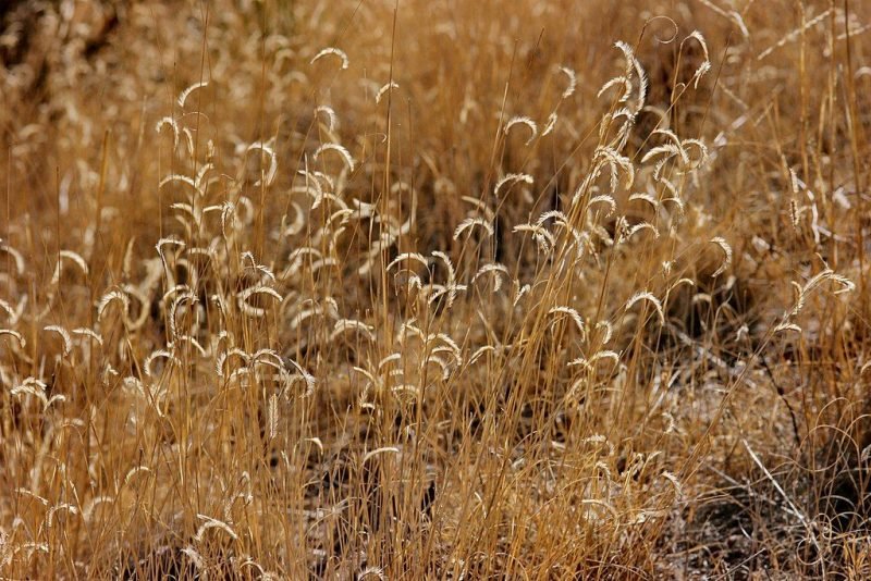 Blue grama (Bouteloua gracilis)