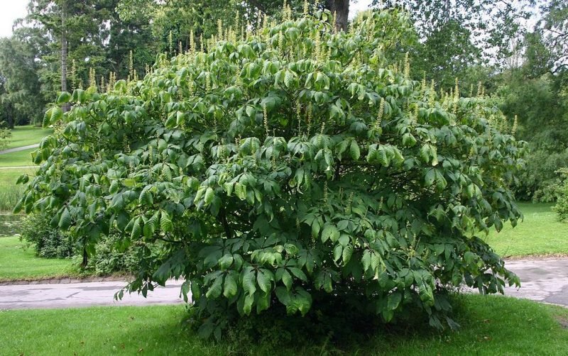 Bottlebrush buckeye (Aesculus parviflora)