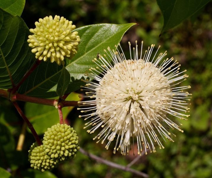 Button bush (Cephalanthus occidentalis)