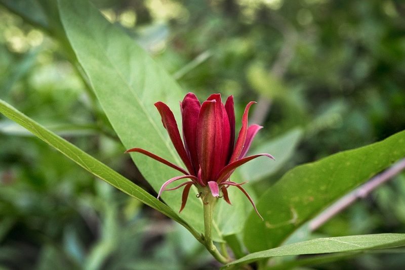 California allspice (Calycanthus occidentalis)