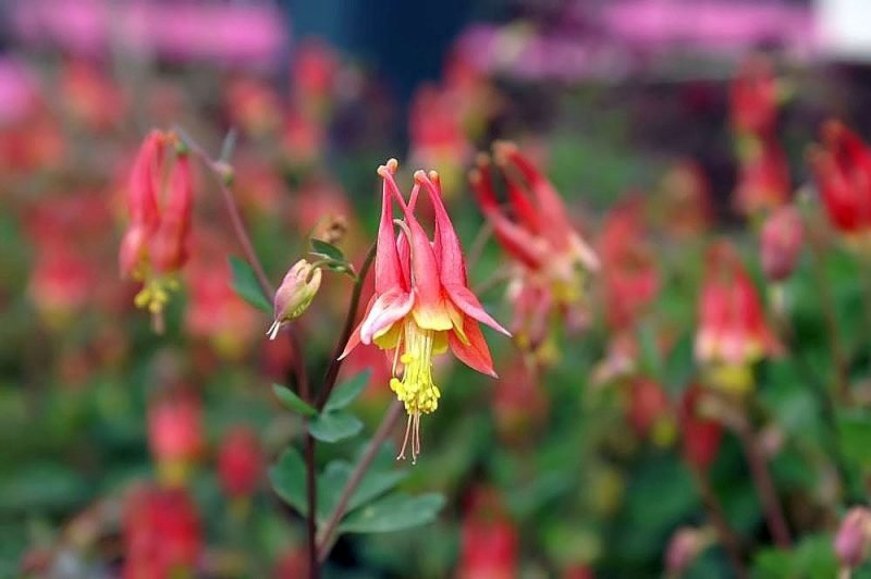 Canadian columbine (Aquilegia canadensis)