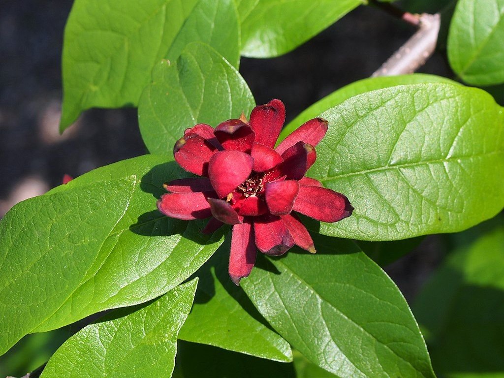 How to plant Carolina allspice (Calycanthus floridus) Dear Plants