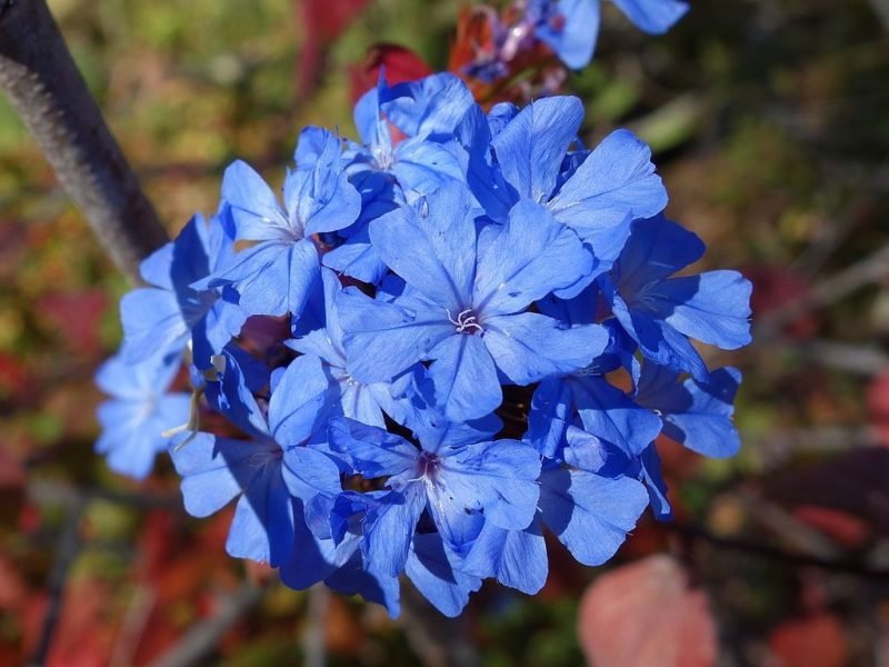Chinese plumbago (Ceratostigma willmottianum)