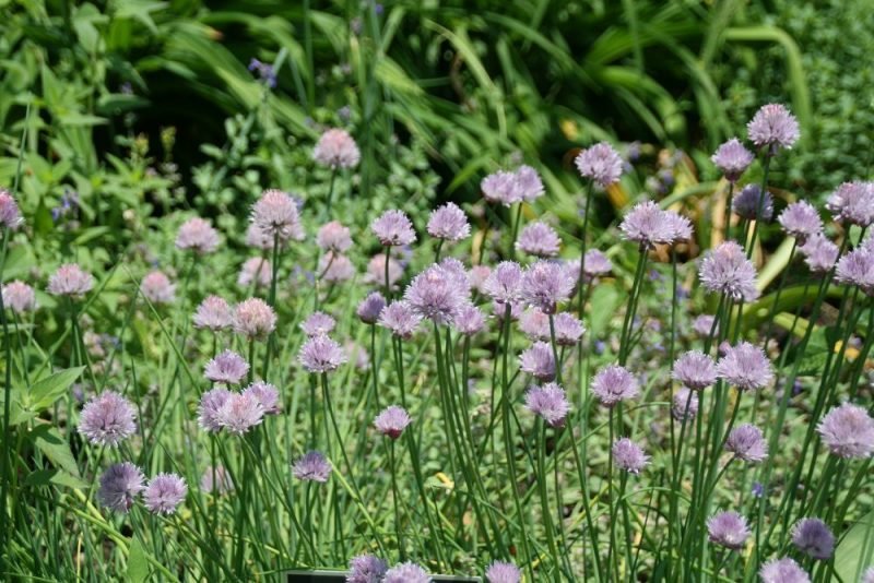 Chives (Allium schoenoprasum)