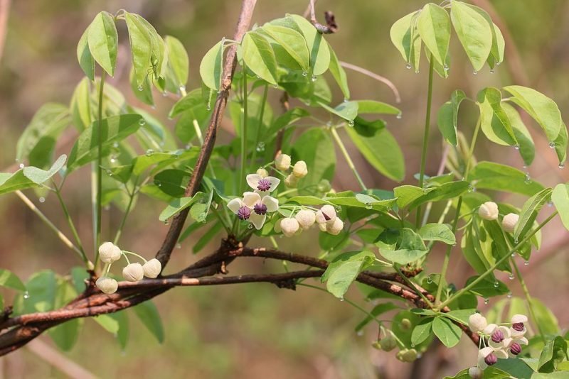 Chocolate vine (Akebia quinata)