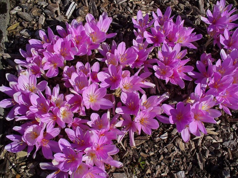 Cilician meadow saffron (Colchicum cilicicum)