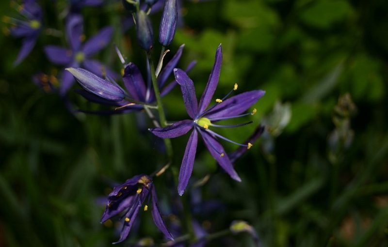 Common camassia (Camassia quamash)