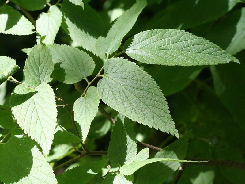 Common hackberry (Celtis occidentalis)