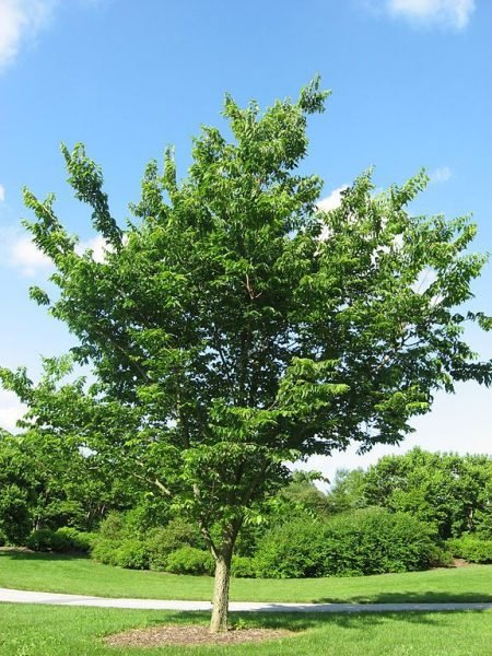 How to plant Common hackberry (Celtis occidentalis)_1
