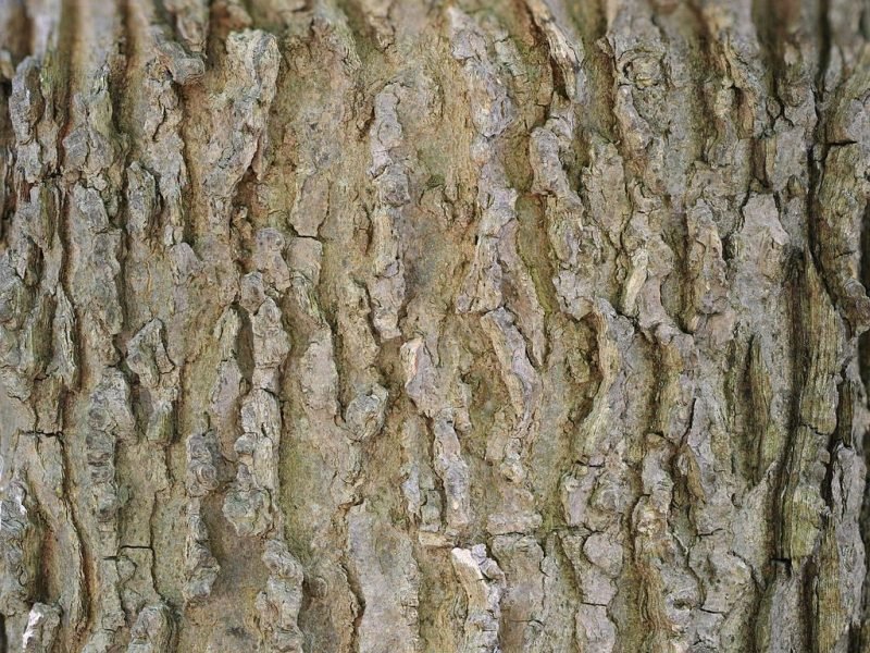 Where to plant Common hackberry (Celtis occidentalis)_2