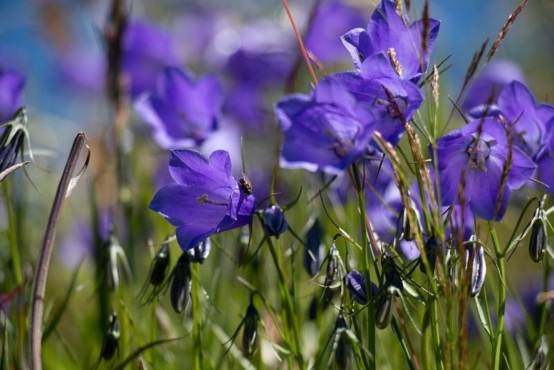 Common harebell (Campanula rotundifolia)
