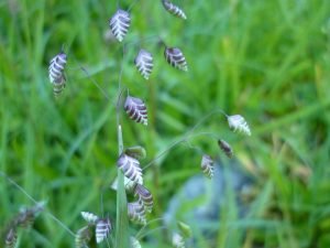 Common quaking grass (Briza media)
