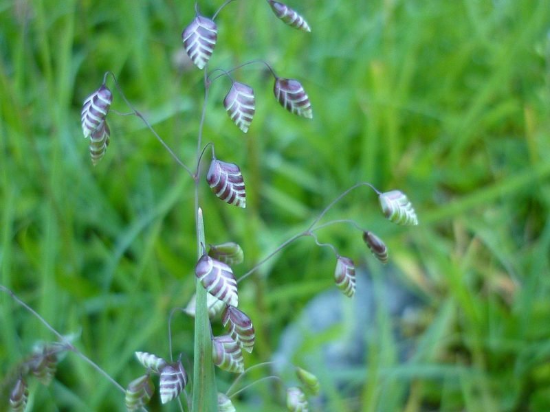 Common quaking grass (Briza media)